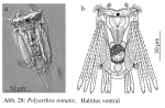 Polyarthra remata