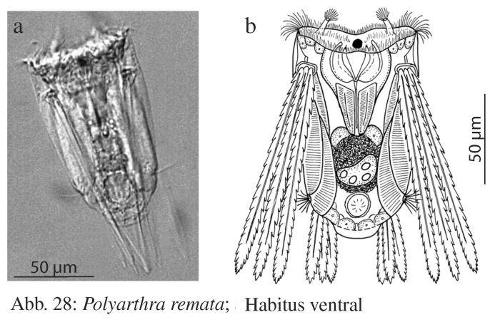 Polyarthra remata
