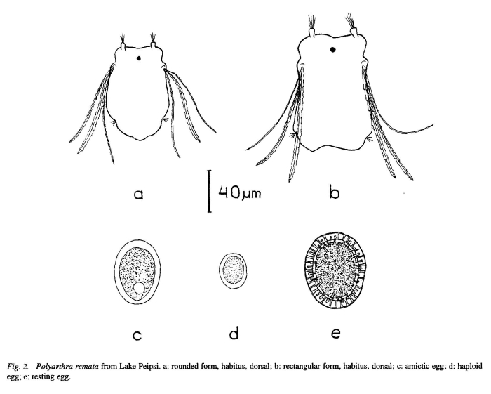 Polyarthra remata