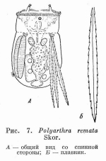 Polyarthra remata