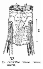 Polyarthra remata