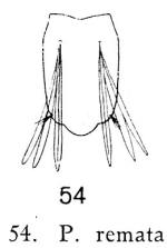 Polyarthra remata