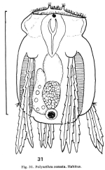 Polyarthra remata
