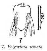 Polyarthra remata