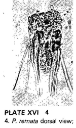 Polyarthra remata