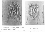Polyarthra remata