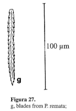 Polyarthra remata