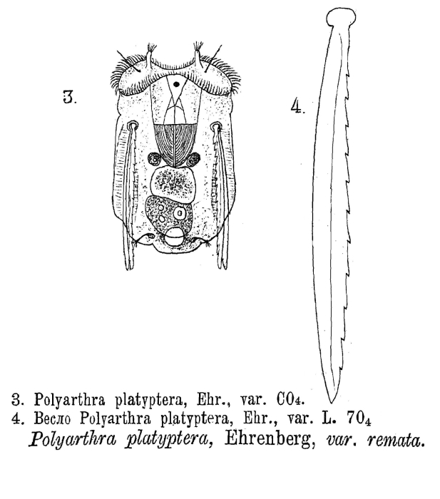 Polyarthra remata - Original description image