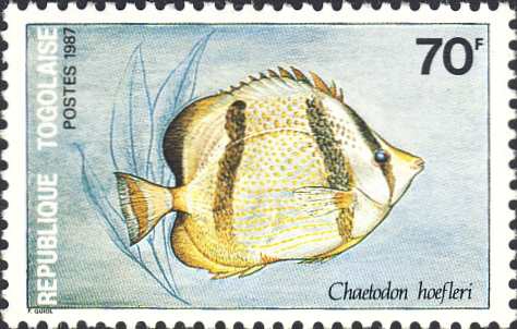 Chaetodon hoefleri