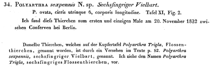 Polyarthra sexpennis - Original description image
