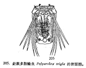 Polyarthra trigla