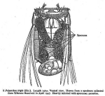 Polyarthra trigla