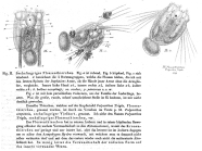 Polyarthra trigla