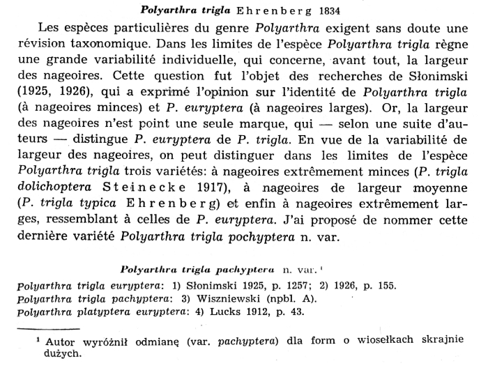 Polyarthra trigla var. pachyptera - Original description image