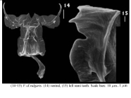 Polyarthra vulgaris