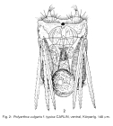 Polyarthra vulgaris