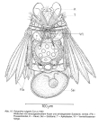 Polyarthra vulgaris