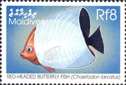 Chaetodon larvatus Chaetodon larvatus