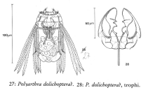 Polyarthra vulgaris