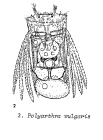 Polyarthra vulgaris
