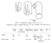 Polyarthra vulgaris