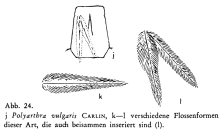 Polyarthra vulgaris