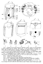 Polyarthra vulgaris