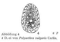 Polyarthra vulgaris