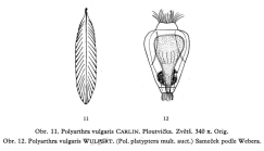 Polyarthra vulgaris