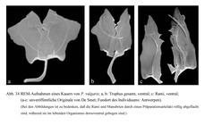 Polyarthra vulgaris