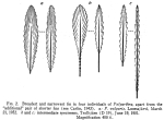 Polyarthra vulgaris