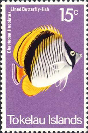 Chaetodon lineolatus Chaetodon lineolatus