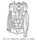 Polyarthra vulgaris