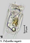 Polyarthra vulgaris