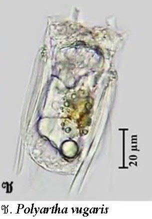 Polyarthra vulgaris Polyarthra vulgaris