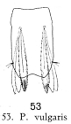 Polyarthra vulgaris