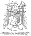 Polyarthra vulgaris