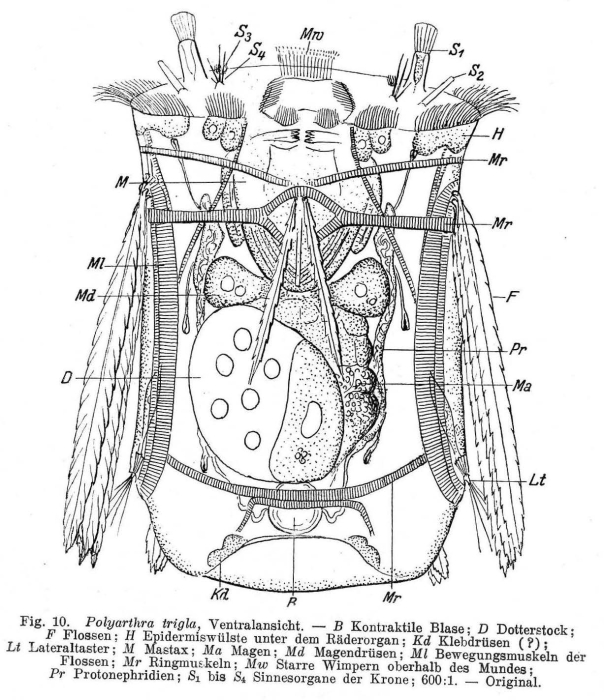 Polyarthra vulgaris Polyarthra vulgaris