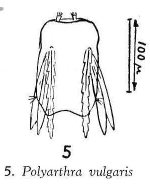 Polyarthra vulgaris