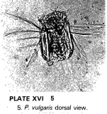 Polyarthra vulgaris