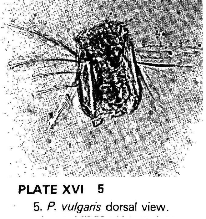 Polyarthra vulgaris Polyarthra vulgaris