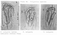 Polyarthra vulgaris