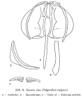 Polyarthra vulgaris
