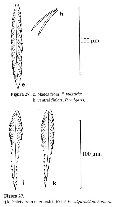 Polyarthra vulgaris Polyarthra vulgaris