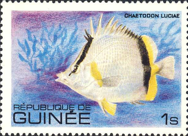 Chaetodon luciae Chaetodon luciae