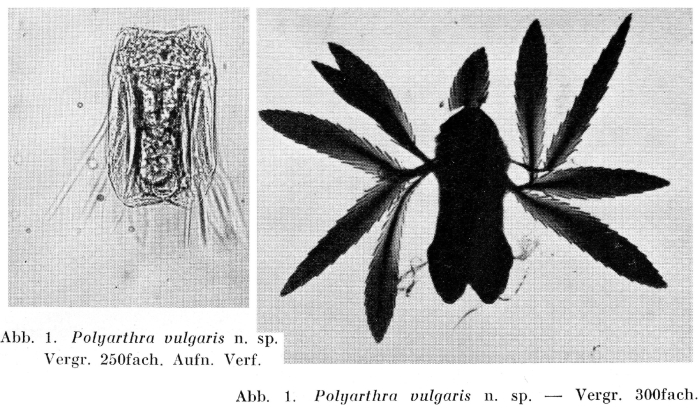 Polyarthra vulgaris - Original description image