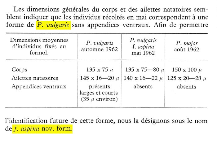 Polyarthra vulgaris f. aspina - Original description image