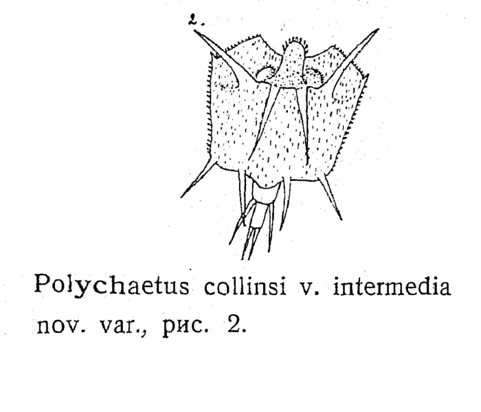 Polychaetus collinsii var. intermedius - Original description image
