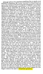 Polychaetus spinulosus - Original description image