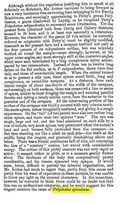 Polychaetus spinulosus - Original description image